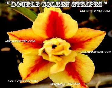 Adenium Obesum 'Double Golden Stripes' 5 Seeds